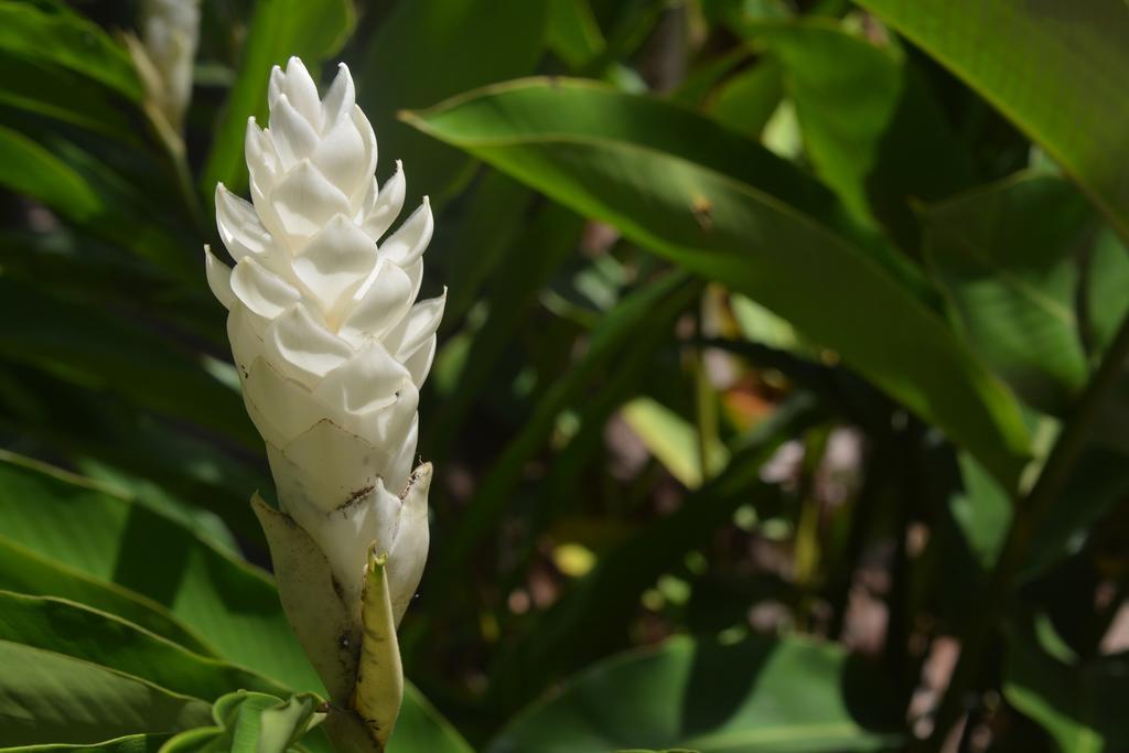 O'Soleil Chalets Self Catering La Digue Szoba fotó
